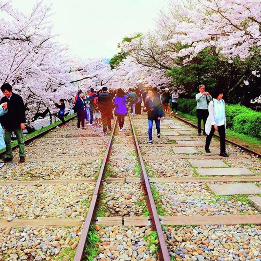 Spring Photograph - #京都 #桜 #さくら #4月 #春 by Soma Yamamoto