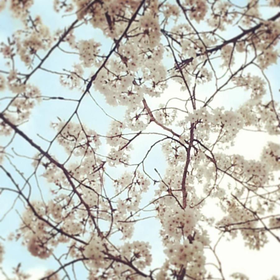 Spring Photograph - 겨울이 가고 봄이 by Ayumi Sasaki