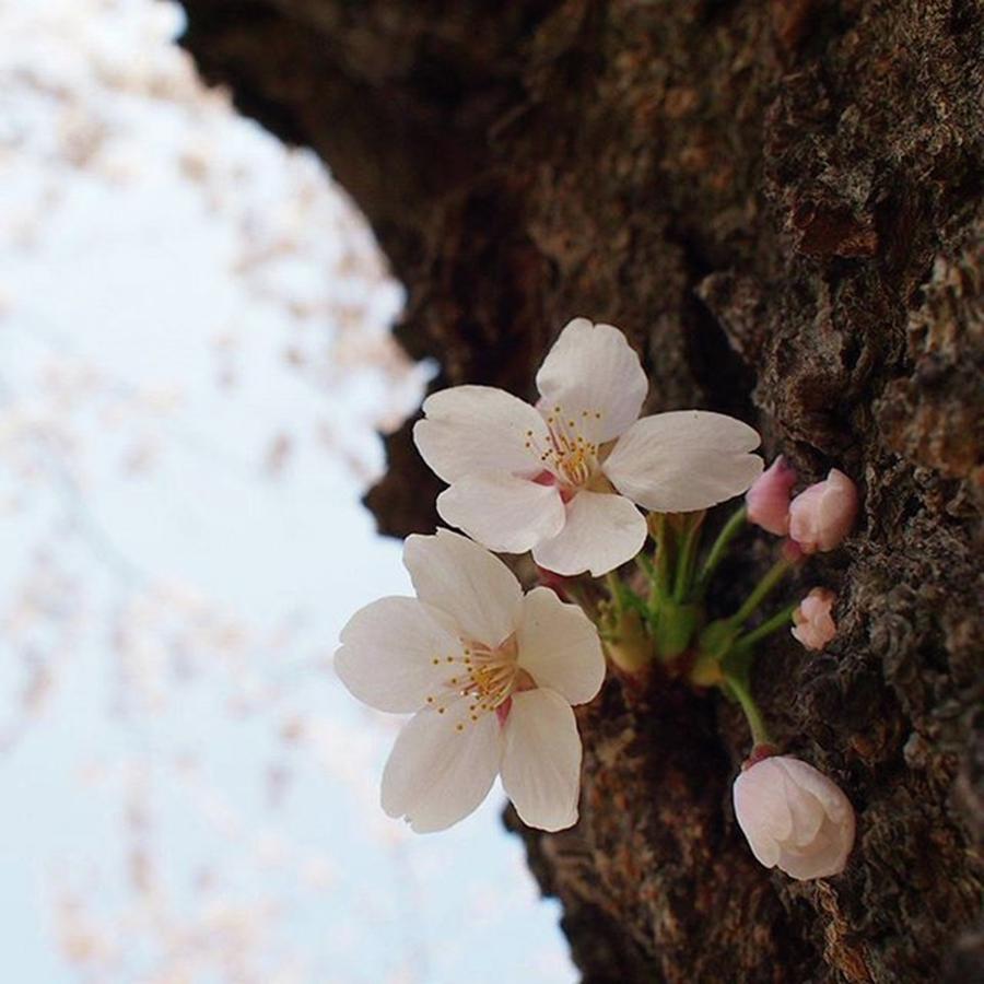 Nature Photograph - 森町の桜祭 #桜 #森町 #japan by Yuu Shiratori