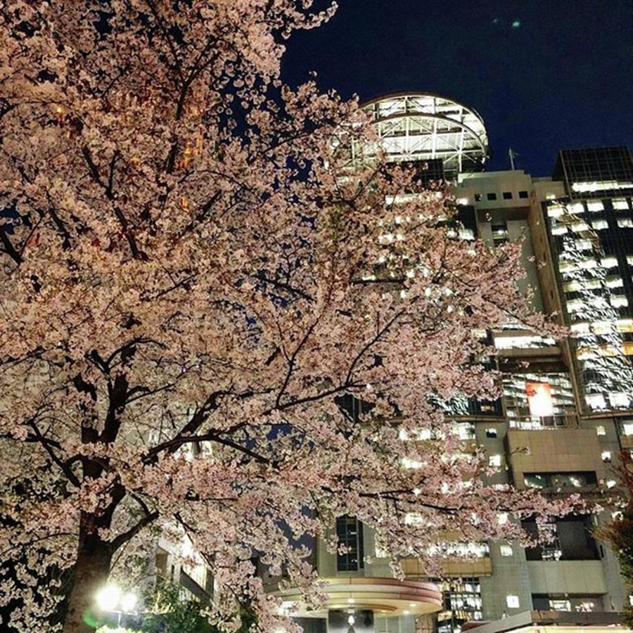 Night Photograph - #桜 #夜桜 #ライトアップ #tbs by Yohei Kakimoto