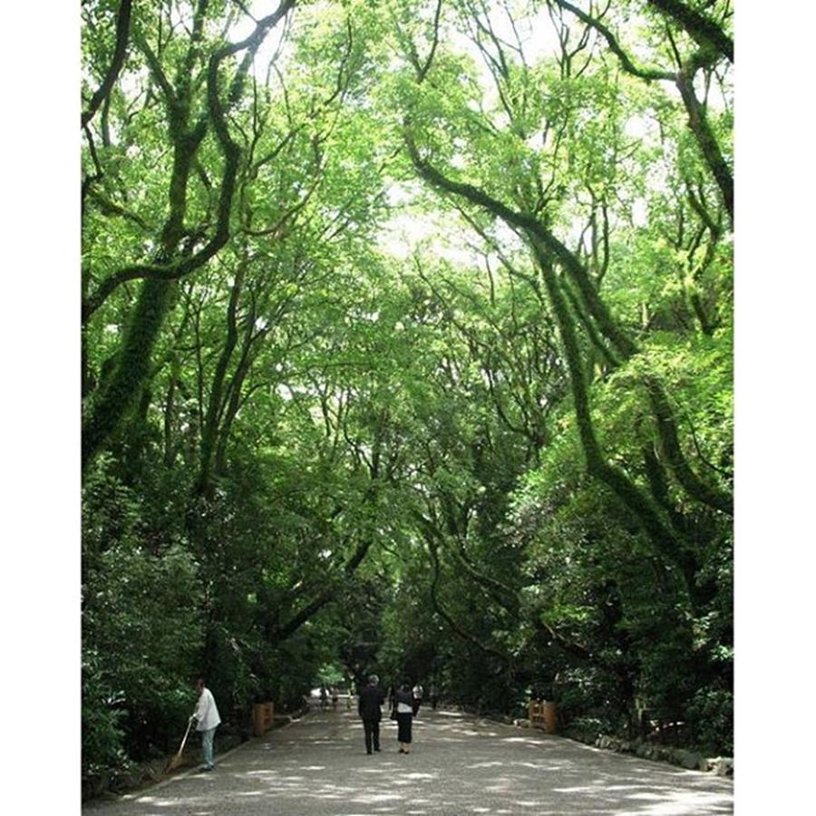 Tree Photograph - 熱田神宮 - Atsuta Shrine - 
there by Emi Kanno