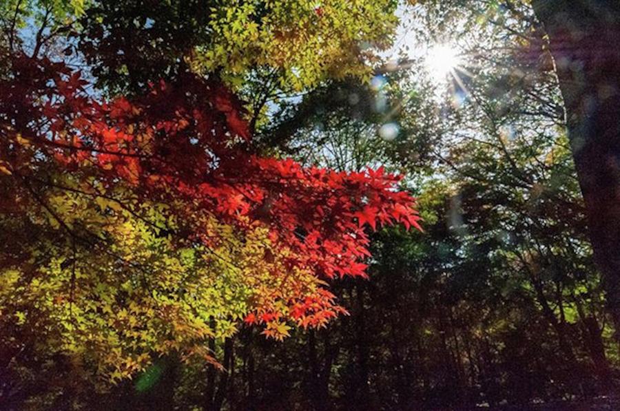 Flower Photograph - 始まり / Beginning

#autumnleaves by Tanaka Daisuke