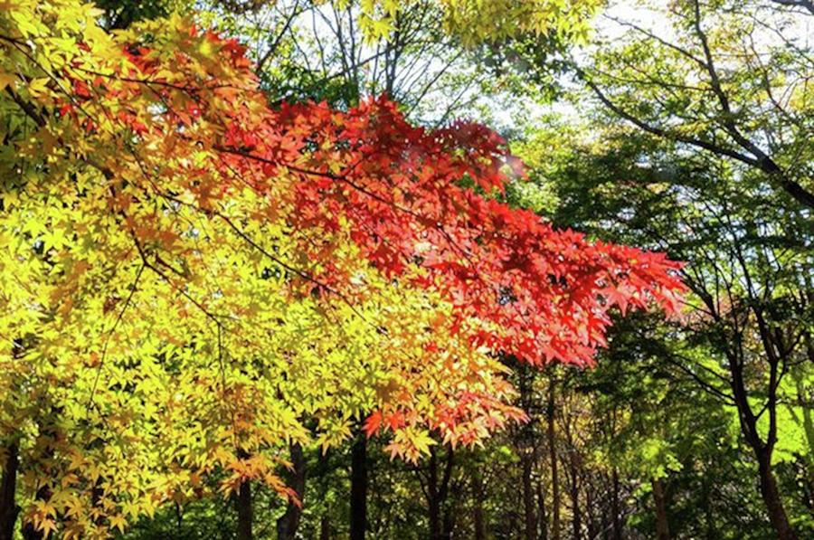 Flower Photograph - 移ろい / Changeing

#autumnleaves by Tanaka Daisuke