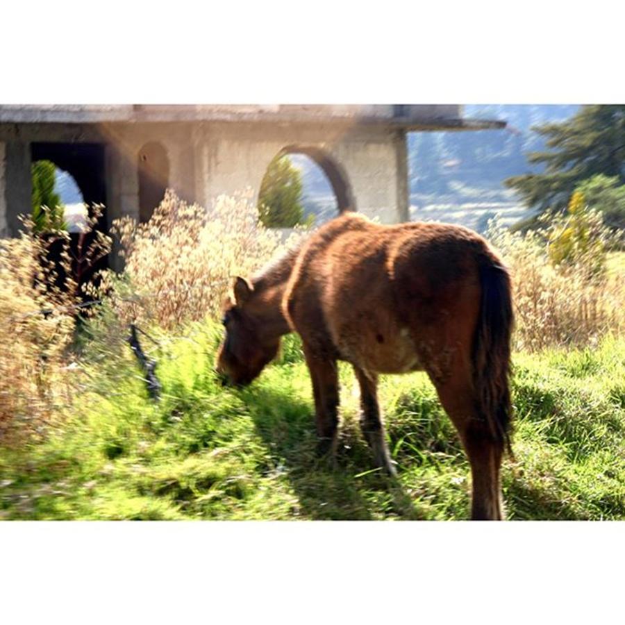 Horse Photograph - 🌿 🐎🐎🌾 by Mariana Lopez Caballero