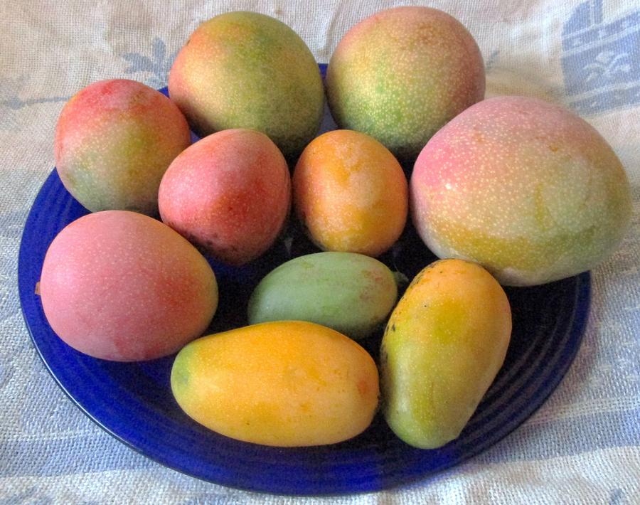 Monday's Mangoes Photograph by Trudy Brodkin Storace - Pixels