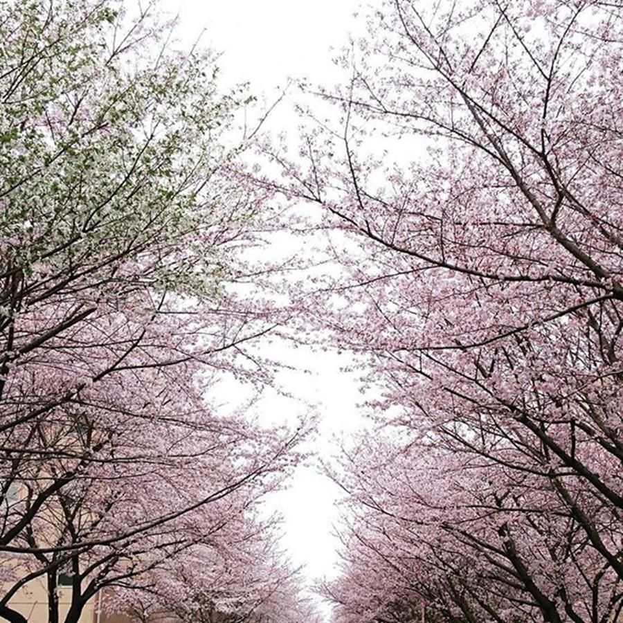 Spring Photograph - Sakura by Mono Hibiki