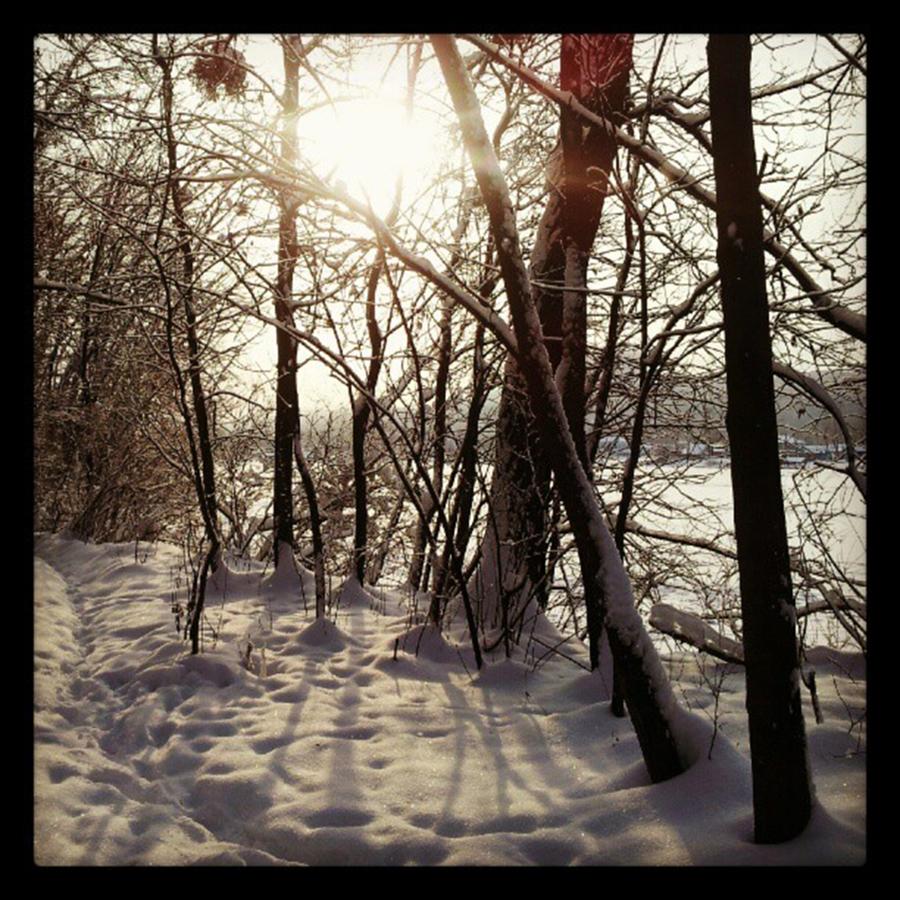 Winter Photograph - По старым тропам
#forest by Volodymyr Golodryga