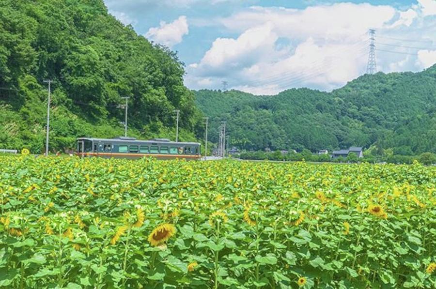 Sunflower Photograph - 夏 / Summer

#sunflower #train by Tanaka Daisuke