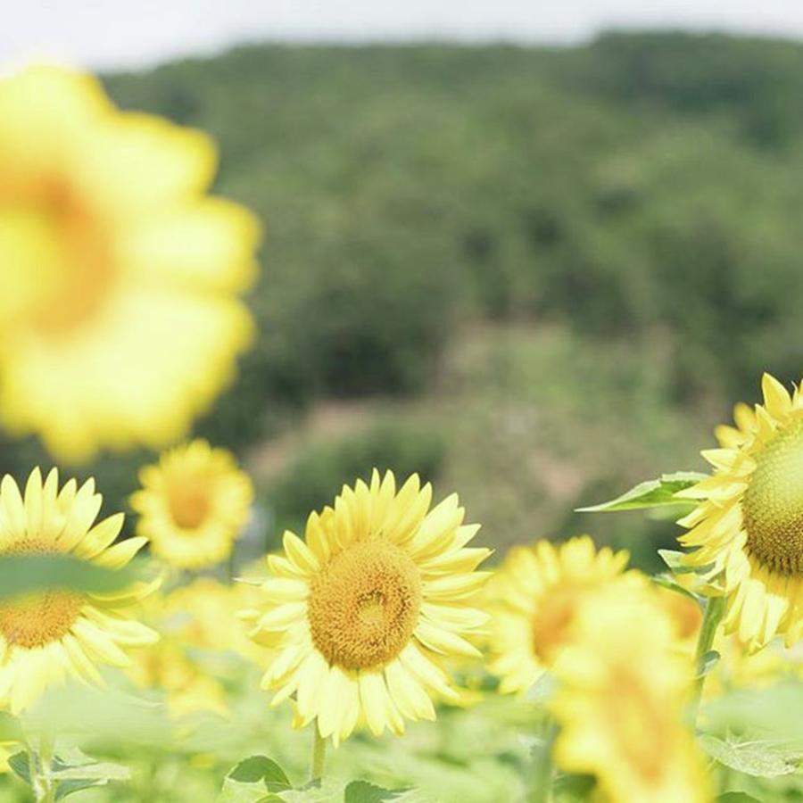 Flower Photograph - カメラ α7r2
#兵庫 #hyogo by Masashi Matsuno