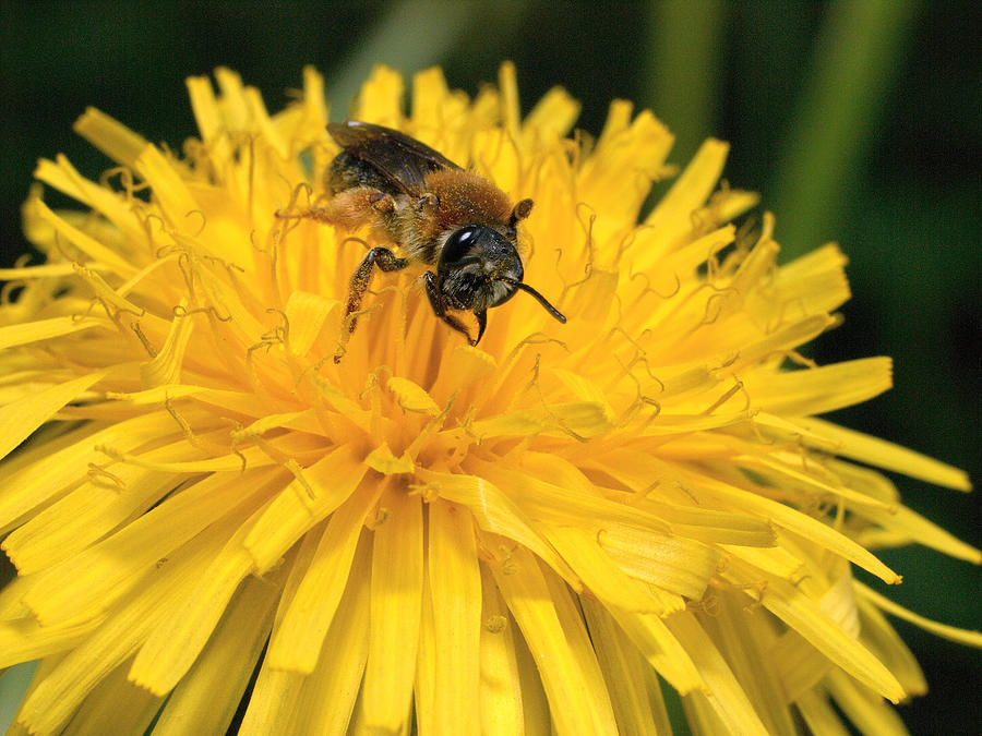  A bee in a dandelion Photograph by Jouko Lehto