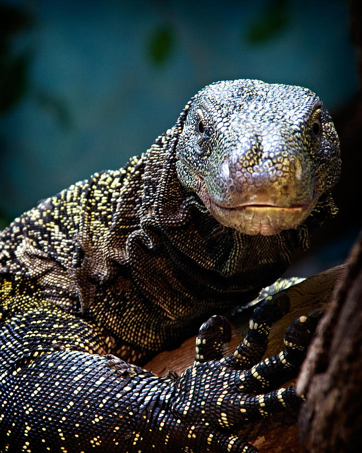  A Crocodile Monitor Portrait Photograph by Lana Trussell