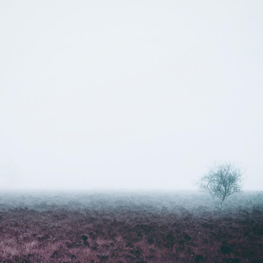 Fog Photograph - • A L O N E,  N O  W O L F by Dan Cook