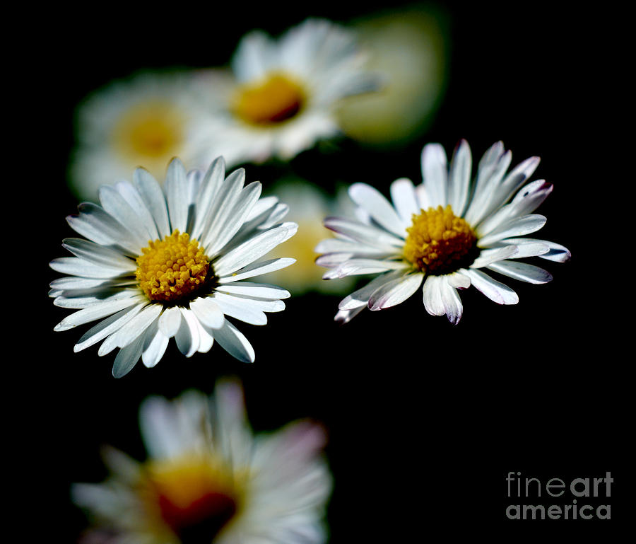 Nature Photograph -  A Pair of Daisies by Pete Moyes
