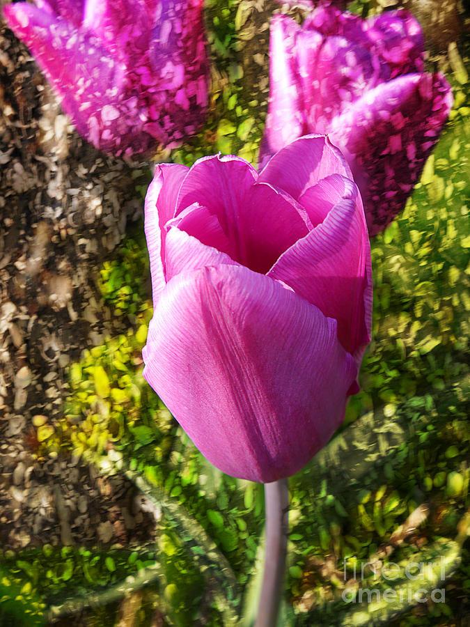  A Perfect Tulip Photograph by Brenda Kean