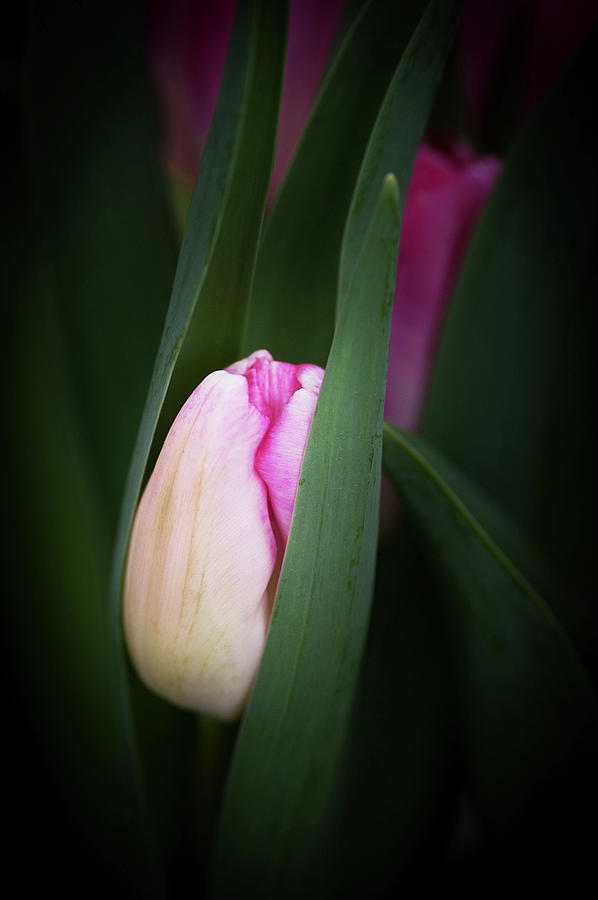  A Pink Tulip  Photograph by Catherine Lau