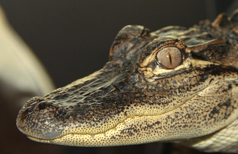  Al the Alligator Photograph by Sean Allen