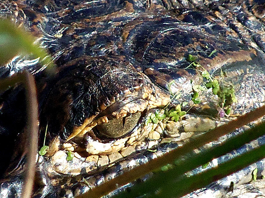  Alligator Eye  Photograph by Christopher Mercer