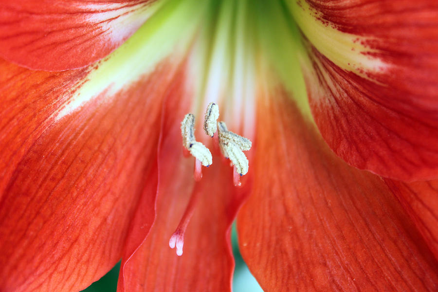 Lily Photograph -  Amaryllis 1 by Evelyn Patrick