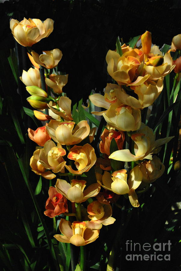  Amazing Taiwanese Orchids at Longwood Photograph by Jacqueline M Lewis