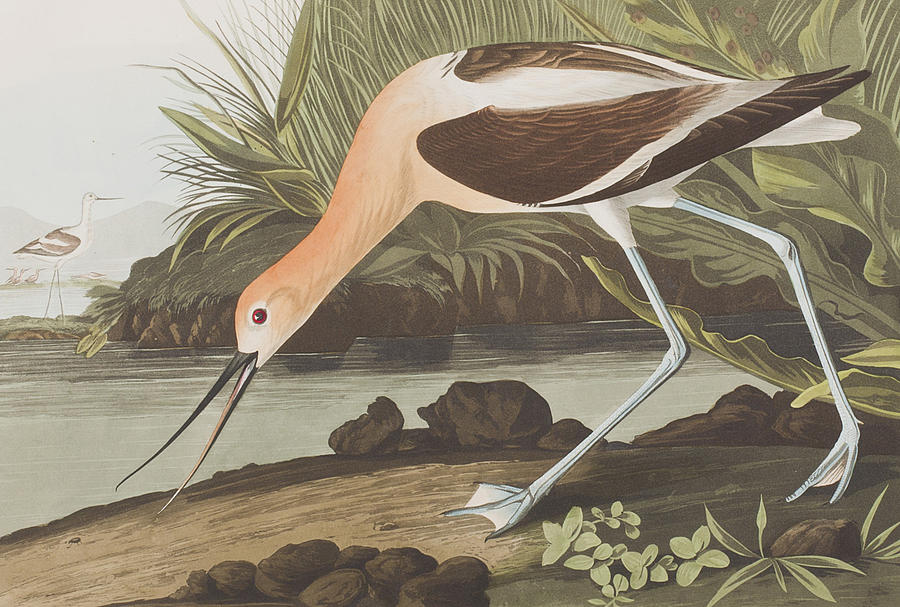 John James Audubon Painting -  American Avocet  by John James Audubon