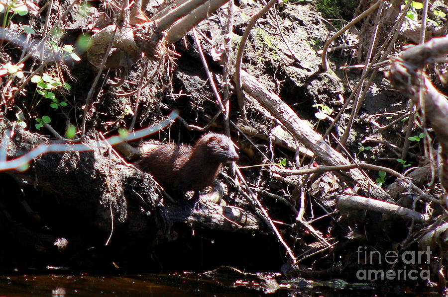  American Mink on the Banks of Little River  Photograph by Neal Eslinger