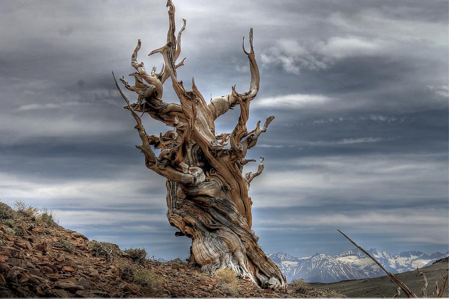  Ancient Bristlecone Pine Photograph by Jane Linders