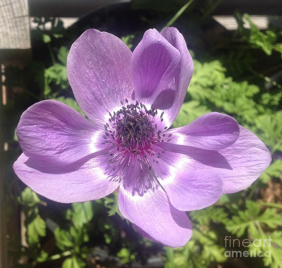  Anemone in Purple  Photograph by By Divine Light