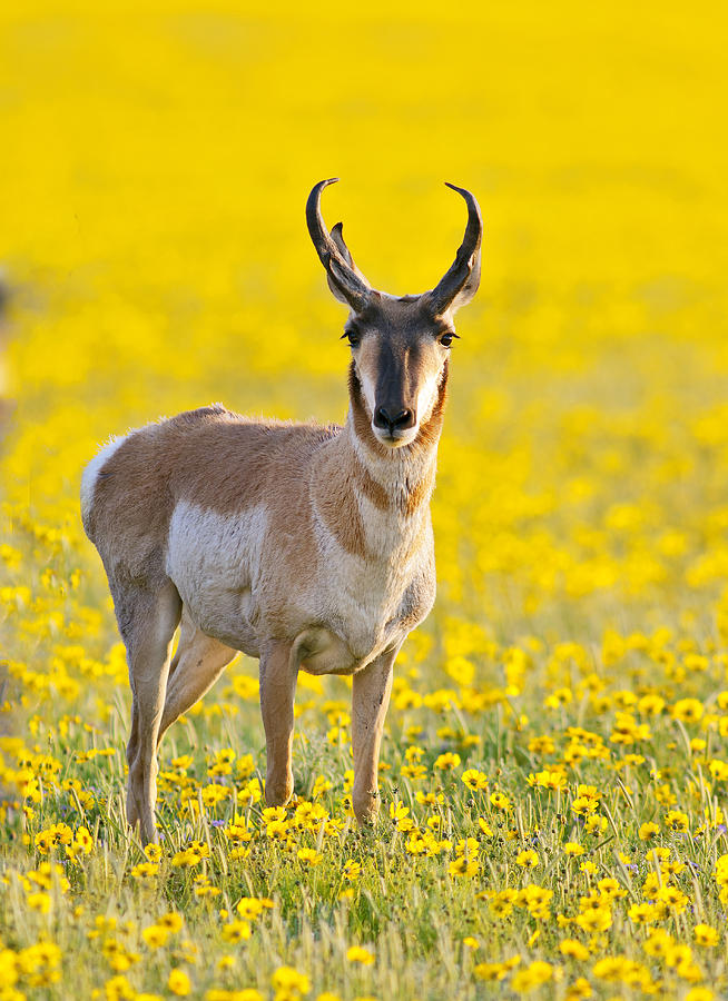 Antelope in spring wildflowers Photograph by Gary Buck Antelope in spring wildflowLangley