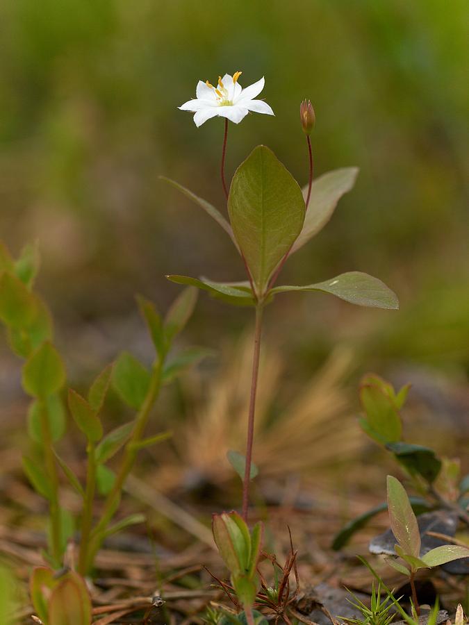 Arctic Starflower Photograph