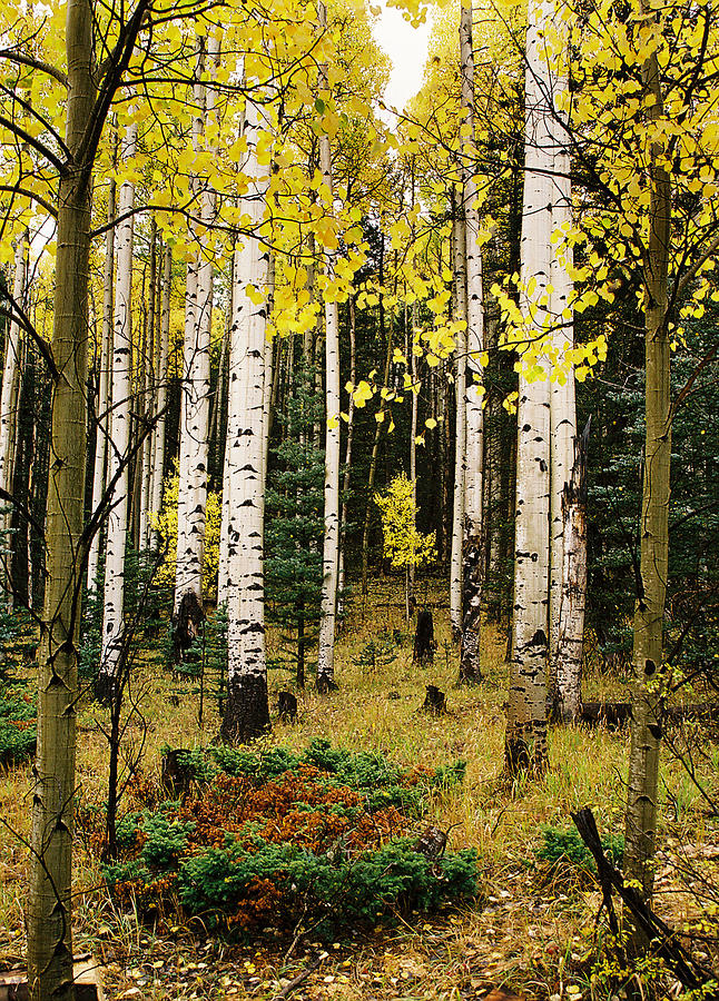  Aspen Grove In Upper Red River Valley Photograph by Ron Weathers
