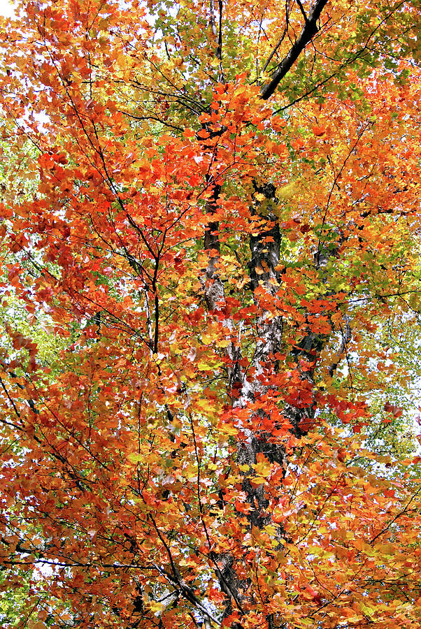   Autumn Confetti Photograph by Margie Avellino