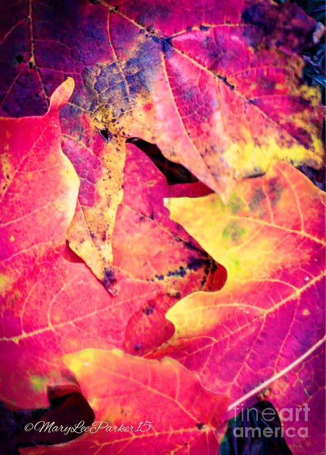  Autumn leaves  Photograph by MaryLee Parker