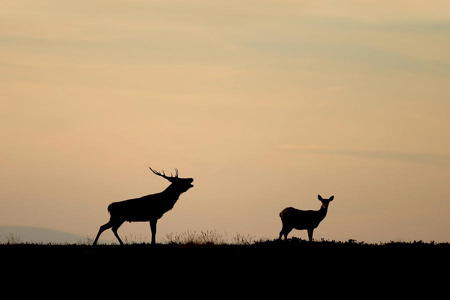 Deer Photograph -  Autumns Call by Gavin Macrae