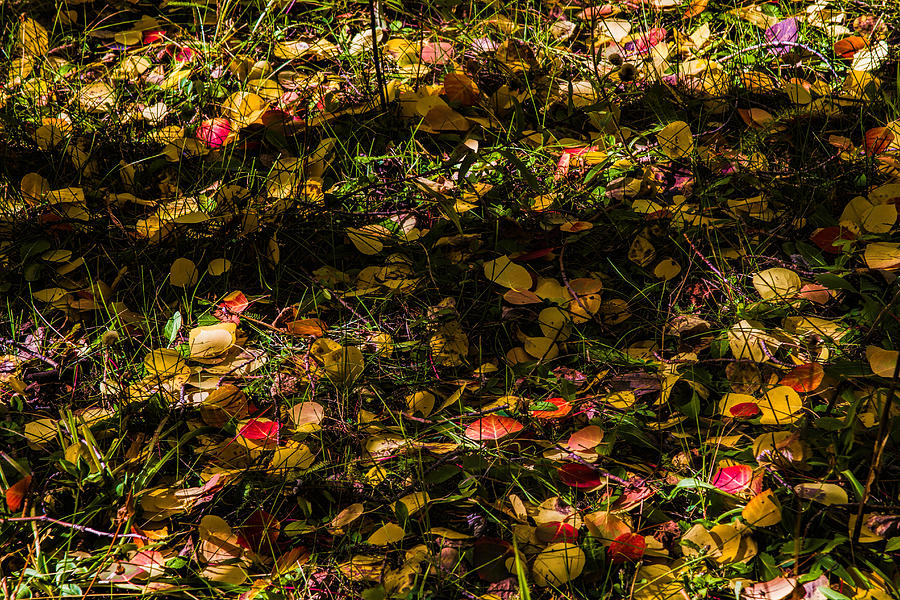 Autumns Mosaic Photograph