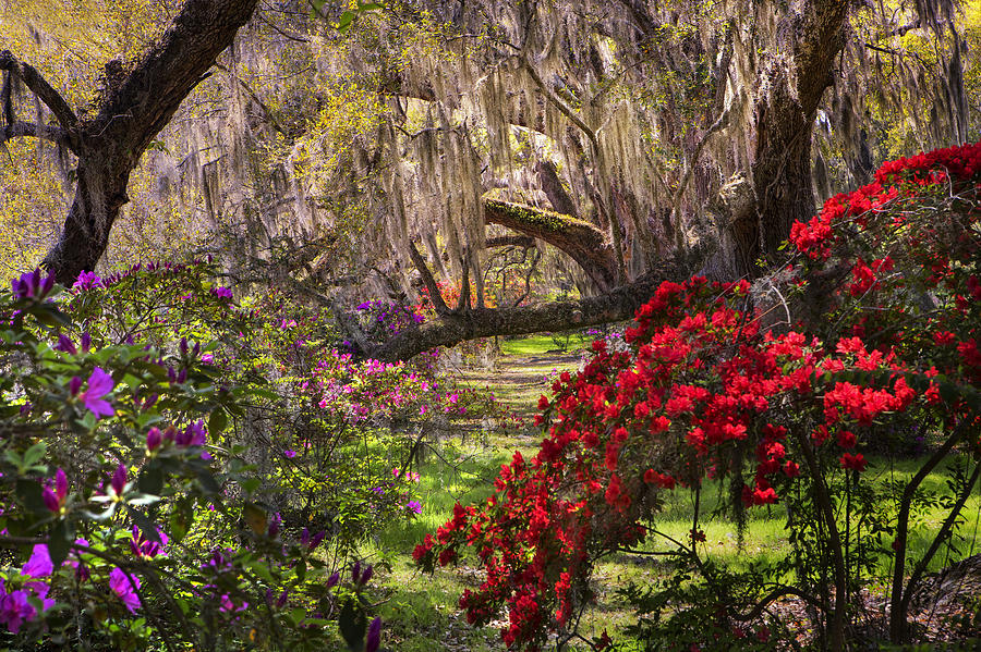  Azaleas In Oak Trees Photograph by Ken Barrett