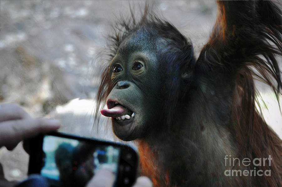  Baby Orangutan #1 Photograph by Savannah Gibbs
