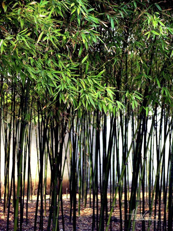  Bamboo Suzhou Gardens Pyrography by Marti Green