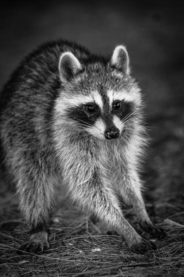 Raccoon Photograph -  Bandit by Don West