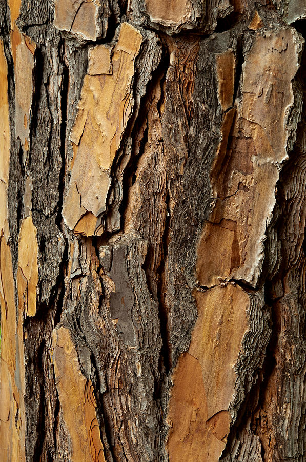 Texture Photograph -  Bark On Tree by Xavier Cardell