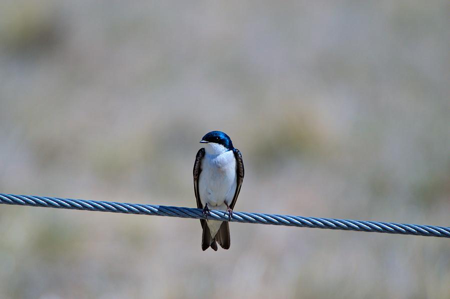 Barn Swallow On A Wire Photograph