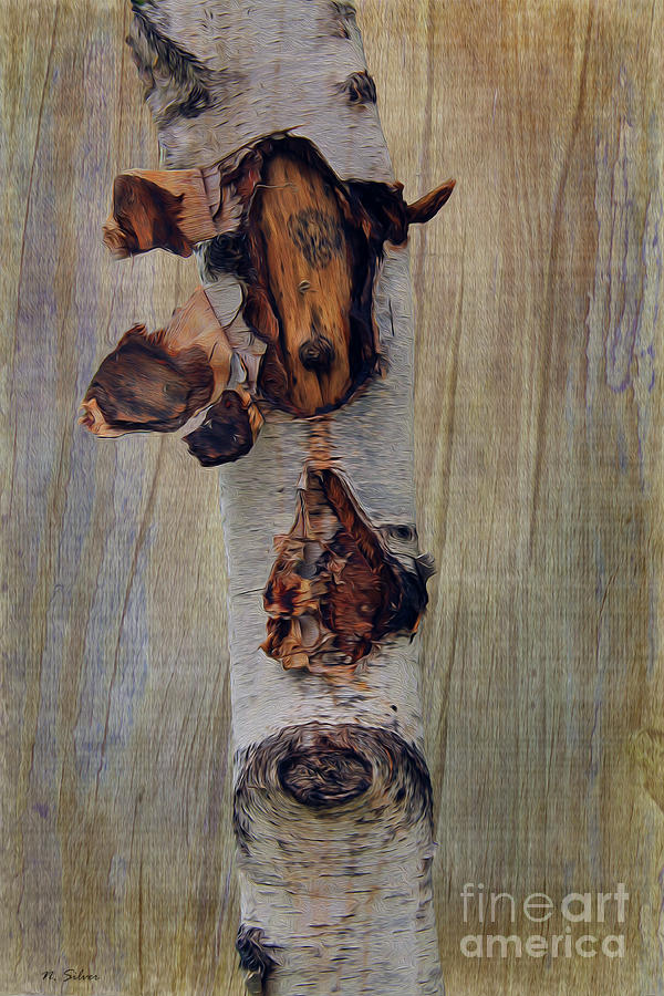  Birch Bark and Board Photograph by Nina Silver