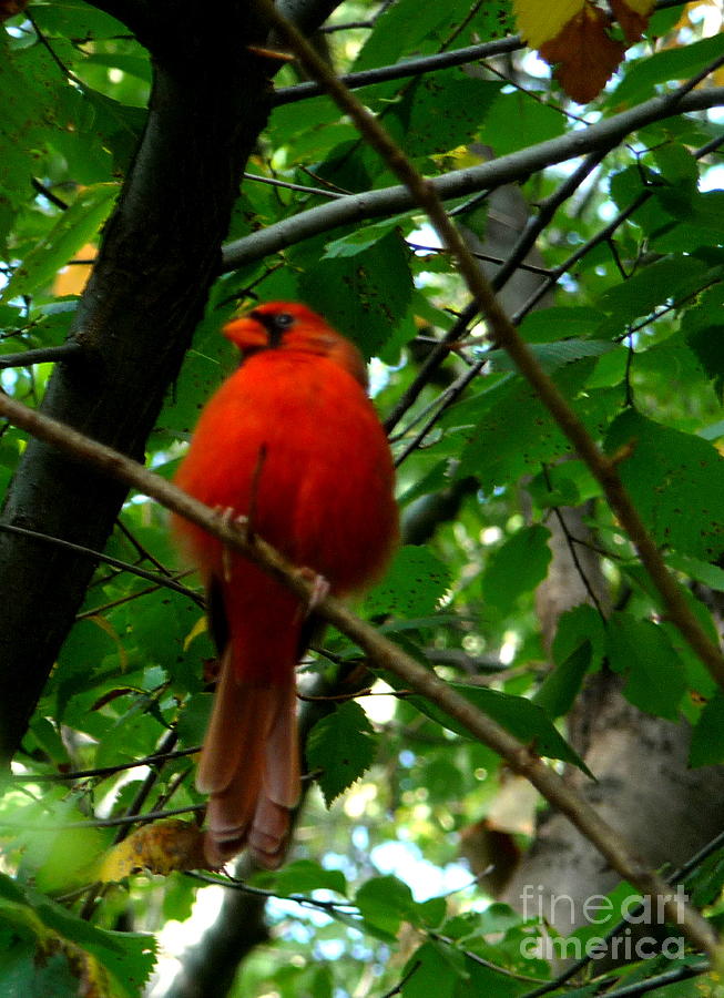  Birds of New York. Cardinal Photograph by Anna  Duyunova