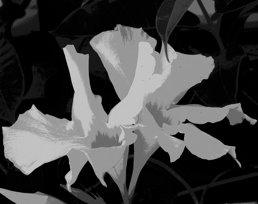  Black n WhiteFloral Abstract Photograph by Florene Welebny