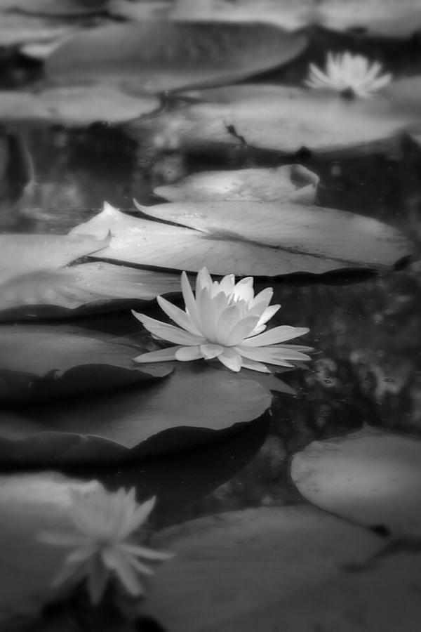 Black White Lilies In Bloom Photograph By Jennifer Marriott - Fine Art 