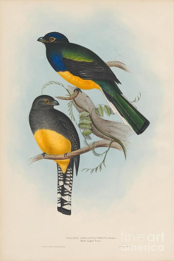  Black-winged Trogon Painting by Celestial Images