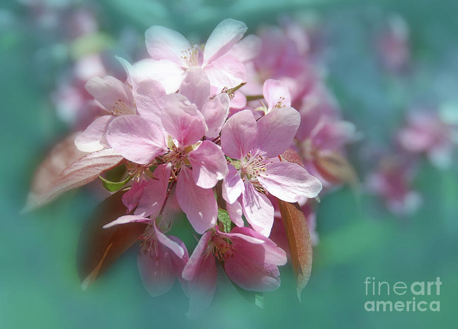 Spring Cherry  Blossoms  Photograph by Elaine Manley