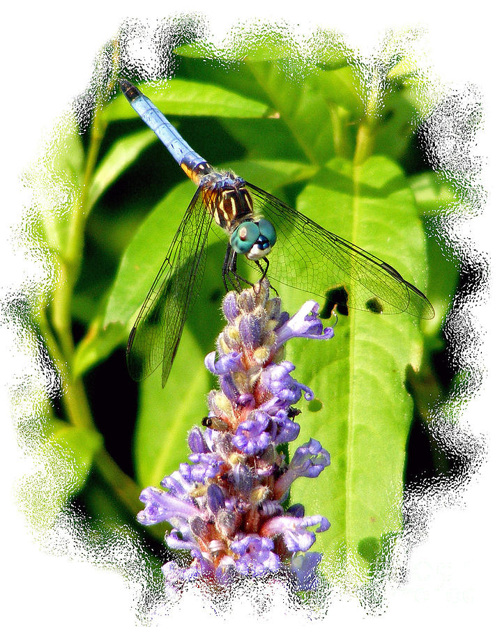  Blue Dragonfly Photograph by Lila Fisher-Wenzel