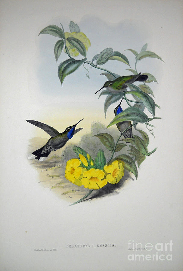  Blue-throated Cazique Painting by Celestial Images