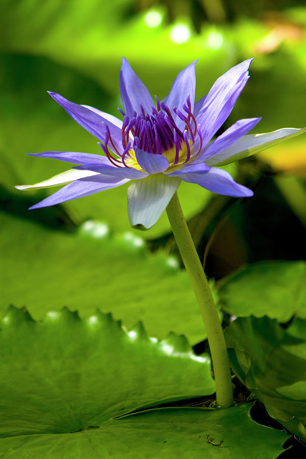  Blue water lily Photograph by Carole Lloyd