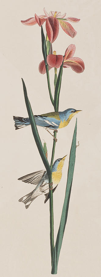 John James Audubon Painting -  Blue Yellow-backed Warbler by John James Audubon